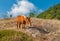 Horse eating favorite dainty hips berries in Crimean mountains