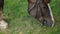 Horse eating fresh grass at rural pasture. Horse grazing on green field at livestock farm. Horse walking on farm ranch.