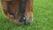 Horse Eating Grass. Close up