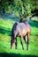 Horse eating grass in field