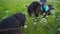 The horse eating grass in front of female rider on horseback in the field