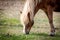 Horse eating grass in Iceland