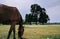 A horse eating grass in maidan .