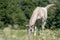 Horse eating grass on meadow