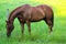 Horse Eating Grass Over Barbed Wire Fence