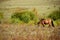 Horse eating grass and two magpies surround it in autumn prairie