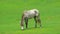 Horse eating grass in yard