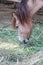 The horse is eating green grass on the ground. it is a mammal with a flowing mane and tail, used for riding and to carry and pull