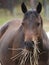 Horse Eating Hay