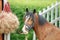 Horse eating hay