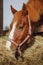 Horse eating hay from feeder in horse paddock