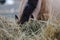 Horse eating hay from feeder in horse paddock in autumn in daytime