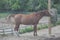 Horse eating hay from hay bag