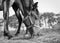 Horse, eating, hay, low angle, desaturated