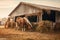 horse eating hay near a rustic barn, vintage vibe