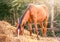 Horse eating a hay at ranch summertime.