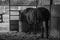 Horse eating in its pen in black and white