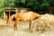 Horse Eating Straw Stable