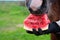 Horse eating  watermelon from hand outdoor. close up.   feeding concept