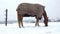 Horse eating by winter time