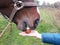 horse eats an apple