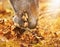 Horse eats autumn leaves