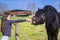 A horse eats from a girl`s hand,Young girl feeds her horse out of her hand,girl feeding horses in the farm in summer day