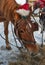 The horse eats hay. Muzzle horse closeup. Horse brown suit. The horse has a bridle, blinders and a New Year`s cap