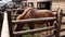 Horse eats hay in a stall