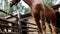 Horse eats hay in a stall