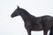 horse eats hay standing against a white sky