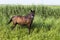 Horse at the edge of a reeds field