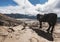 The horse enjoying beautiful view at Mount Bromo, Indonesia