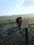 Horse Enjoying the Frosty day