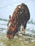 Horse enjoys snow in winter paddock