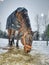 Horse enjoys snow in winter paddock