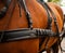 Horse equipment closeup