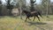 Horse without eye ball running on lunge in circle arena. Sport and breathing exercises of an almost blind horse.