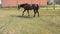 Horse without eye ball running on lunge in circle arena. Sport and breathing exercises of an almost blind horse.