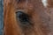 Horse eye close-up. Macro photography of a horse`s head.