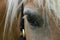 Horse eye detail