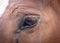 Horse eye macro shot