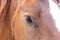 Horse eye macro shot