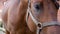 Horse eyes close up. Portrait of a brown horse. Slow motion