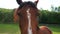 Horse face close-up, backlight.