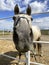 Horse. Face of a horse close up on a background of a blue sky with white clouds.