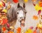 Horse face with Open mouthed looking in camera , in the foreground falling autumn leaves