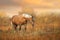 Horse in fall pasture