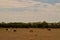 Horse family grazing in the field