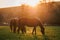 Horse family grazing grass on pasture in autumn sunset